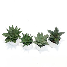 Load image into Gallery viewer, Succulent, 2.5in, Haworthia In Ceramic