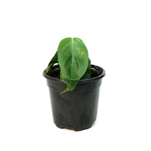 Load image into Gallery viewer, Philodendron, 4in,Esmereldense
