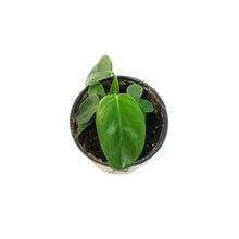 Load image into Gallery viewer, Philodendron, 4in,Esmereldense