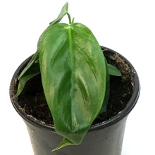 Load image into Gallery viewer, Philodendron, 4in,Esmereldense