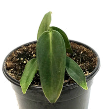 Load image into Gallery viewer, Philodendron, 4in, Gigas