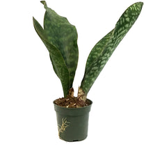 Load image into Gallery viewer, Sansevieria, 4in, Whale Fin