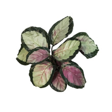Load image into Gallery viewer, Calathea, 6in, Marion