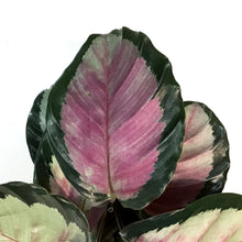 Load image into Gallery viewer, Calathea, 6in, Marion