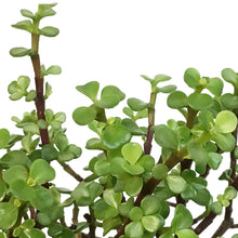 Load image into Gallery viewer, Bonsai, 6in, Jade, Standard Green