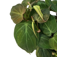 Load image into Gallery viewer, Philodendron, 6in, Micans