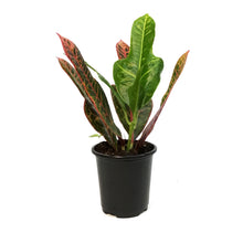 Load image into Gallery viewer, Croton, 3.5in, Excellent