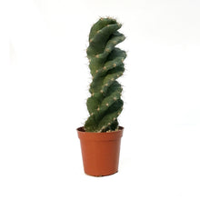 Load image into Gallery viewer, Cactus, 3.5in,Cereus Forbesii