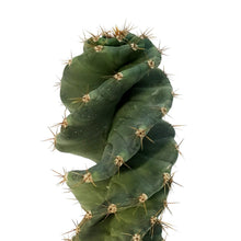 Load image into Gallery viewer, Cactus, 3.5in,Cereus Forbesii