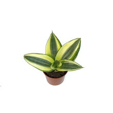Load image into Gallery viewer, Sansevieria, 2.5, Birds Nest
