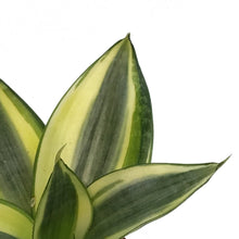Load image into Gallery viewer, Sansevieria, 2.5, Birds Nest