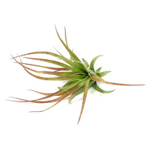 Load image into Gallery viewer, Tillandsia Brachycaulous Multiflora