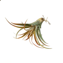 Load image into Gallery viewer, Tillandsia Capittata Peach, Medium, 2.5-3"