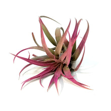 Load image into Gallery viewer, Tillandsia Capittata Peach, Large, 5"