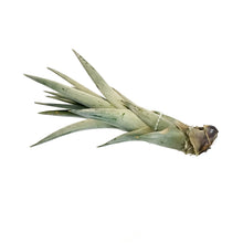 Load image into Gallery viewer, Tillandsia Fasciculata Tricolour5-6"
