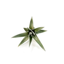 Load image into Gallery viewer, Tillandsia Fasciculata Tricolour5-6"