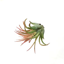 Load image into Gallery viewer, Tillandsia Ionantha Rubra,2"