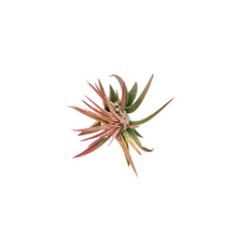 Load image into Gallery viewer, Tillandsia Ionantha Rubra,2"