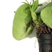 Load image into Gallery viewer, Dischidia, 2.5in, Ant Plant