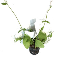 Load image into Gallery viewer, Dischidia, 2.5in, Ant Plant
