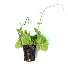 Load image into Gallery viewer, Dischidia, 2.5in, Ant Plant