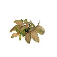Load image into Gallery viewer, Syngonium, 2.75in,Pink Lava