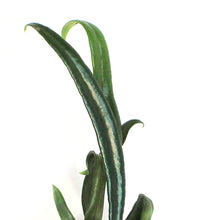 Load image into Gallery viewer, Fern, 3in, Blue Oil