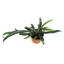 Load image into Gallery viewer, Fern, 3in, Blue Oil