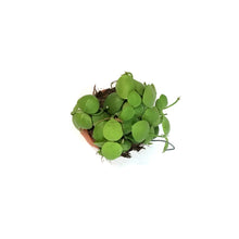 Load image into Gallery viewer, Dischidia, 3in, Platyphylla