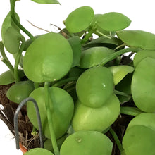 Load image into Gallery viewer, Dischidia, 3in, Platyphylla