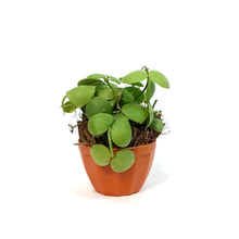 Load image into Gallery viewer, Dischidia, 3in, Platyphylla