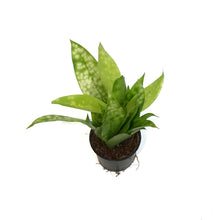 Load image into Gallery viewer, Dracaena, 3in, Golden Milky Way