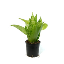 Load image into Gallery viewer, Dracaena, 3in, Golden Milky Way