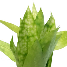 Load image into Gallery viewer, Dracaena, 3in, Golden Milky Way