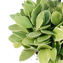 Load image into Gallery viewer, Dischidia, 4in, Ionantha Variegated In Coco Husk
