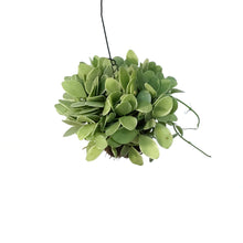 Load image into Gallery viewer, Dischidia, 4in, Ionantha Variegated In Coco Husk