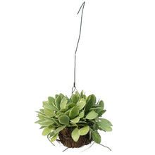 Load image into Gallery viewer, Dischidia, 4in, Ionantha Variegated In Coco Husk
