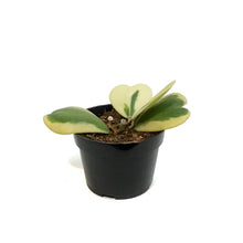 Load image into Gallery viewer, Hoya, 4in, Kerrii Variegated