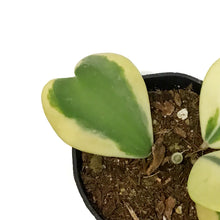 Load image into Gallery viewer, Hoya, 4in, Kerrii Variegated