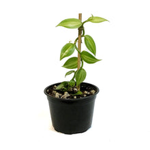 Load image into Gallery viewer, Vanilla Planifolia, 6in