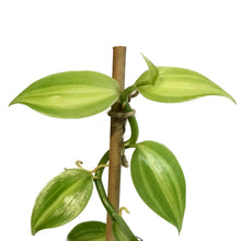Load image into Gallery viewer, Vanilla Planifolia, 6in