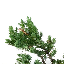 Load image into Gallery viewer, Bonsai, 4in, Juniper in Ceramic Pot