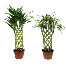 Load image into Gallery viewer, Dracaena, 6in, W/Trellis