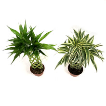 Load image into Gallery viewer, Dracaena, 6in, W/Trellis