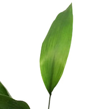 Load image into Gallery viewer, Aspidistra, 4In, Cast Iron