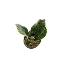 Load image into Gallery viewer, Sansevieria, 4in, Tyler