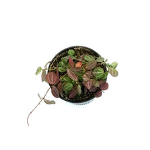 Load image into Gallery viewer, Hoya, 4in, Watermelon