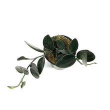 Load image into Gallery viewer, Scindapsus, 4in, Nearly Black
