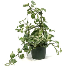 Load image into Gallery viewer, Pothos, 6in, Pearls & Jade With Hoop