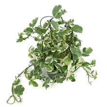 Load image into Gallery viewer, Pothos, 6in, Pearls & Jade With Hoop